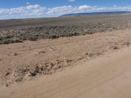 Old Sage stumps.